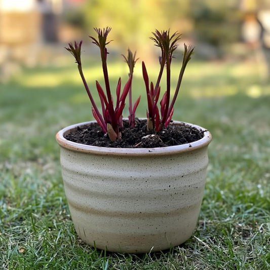 Can You Grow Peony in a Pot?