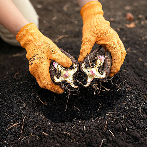 How to Propagate Peonies by Dividing the Root: A Simple Guide
