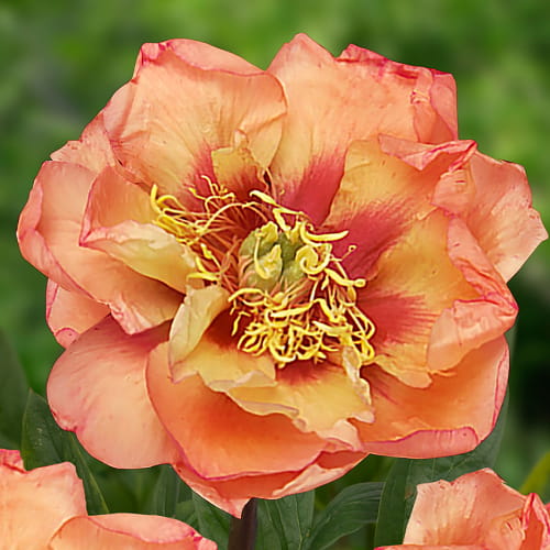 ピオニア　オイル×コーラルオレンジ Peony Orange Victory – Peonita - The Largest Collection of Peony