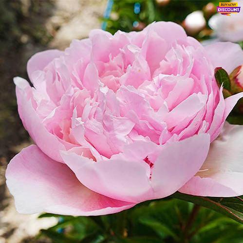 Peony Alertie - Peony Plants from Holland - Peonita