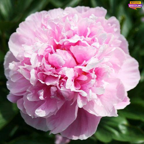 Peony Alexander Fleming - Peony Plants from Holland - Peonita