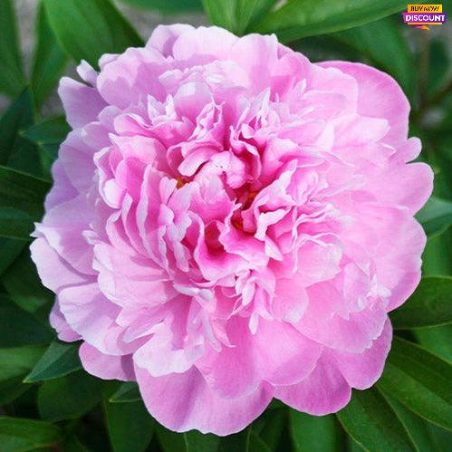 Peony Alexander Fleming - Peony Plants from Holland - Peonita