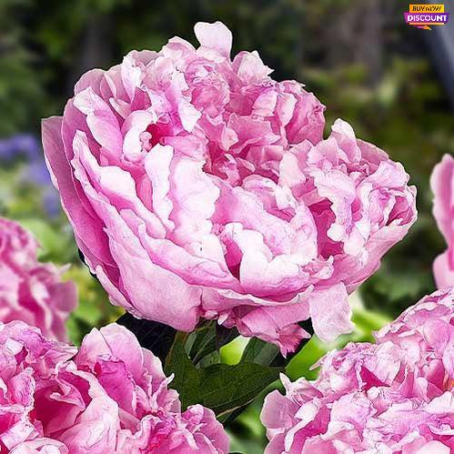 Peony Alexander Fleming - Peony Plants from Holland - Peonita