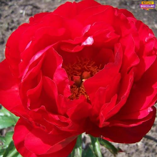 Peony Alexander Woolcott - Peony Plants from Holland - Peonita