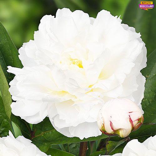 Peony Amalia Olson - Peony Plants from Holland - Peonita
