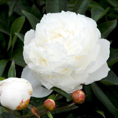 Peony Amelia Olson (Herbaceous) - Peony Plants from Holland - Peonita