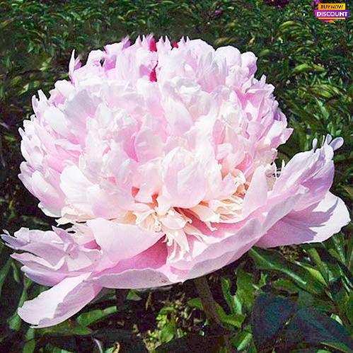 Peony Angel Cheeks - Peony Plants from Holland - Peonita