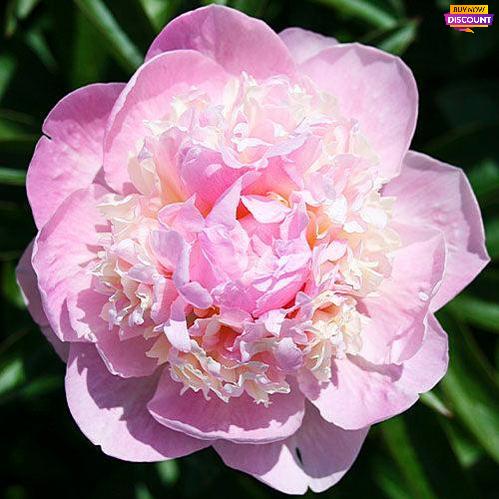 Peony Angel Cheeks - Peony Plants from Holland - Peonita