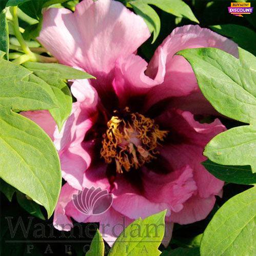 Peony Anna Marie - Peony Plants from Holland - Peonita