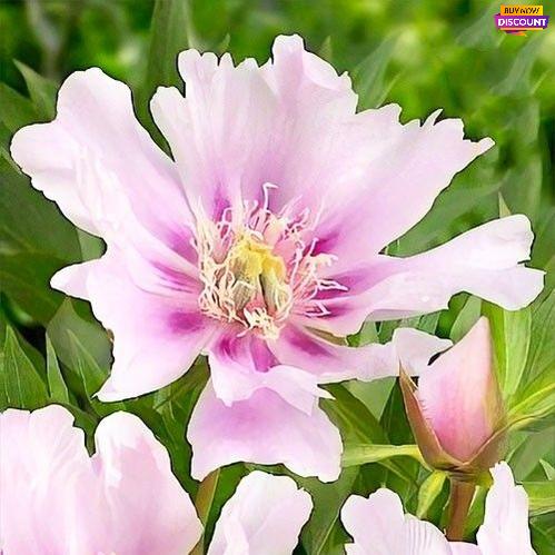Peony Ballarena de Saval (ITOH ) - Peony Plants from Holland - Peonita