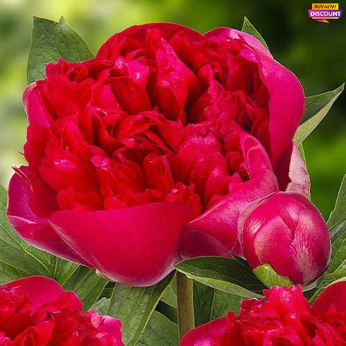 Peony Belgravia - Peony Plants from Holland - Peonita