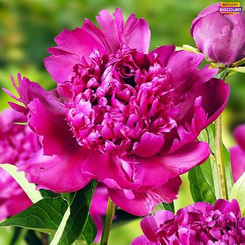 Peony Big Ben (Double) - Peony Plants from Holland - Peonita