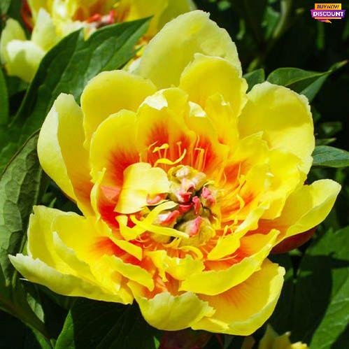 Peony Border Charm - Peony Plants from Holland - Peonita