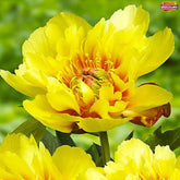 Peony Border Charm - Peony Plants from Holland - Peonita