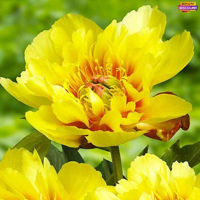 Peony Border Charm