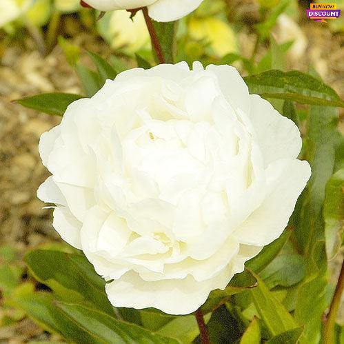 Peony Boule de Neige - Peony Plants from Holland - Peonita