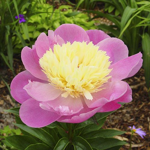 Peony Bowl of Beauty - Peony Plants from Holland - Peonita