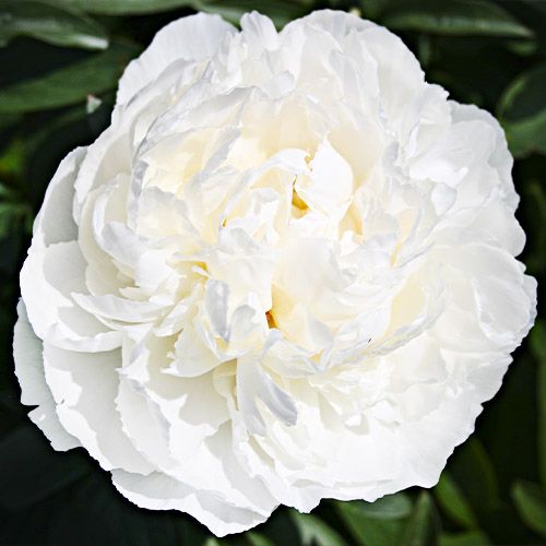 Peony Bowl of Cream - Peony Plants from Holland - Peonita