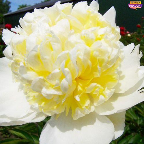Peony Bridal Shower (Double) - Peony Plants from Holland - Peonita