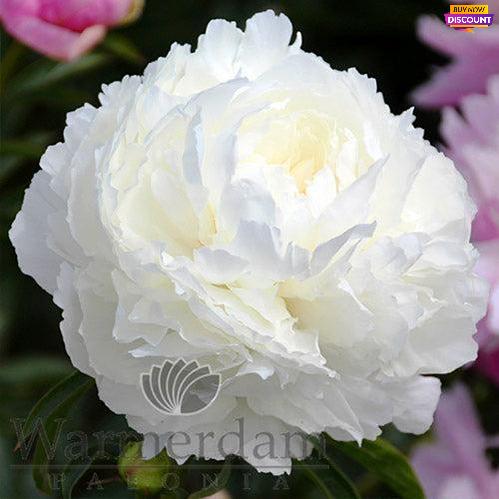 Peony Brother Chuck - Peony Plants from Holland - Peonita