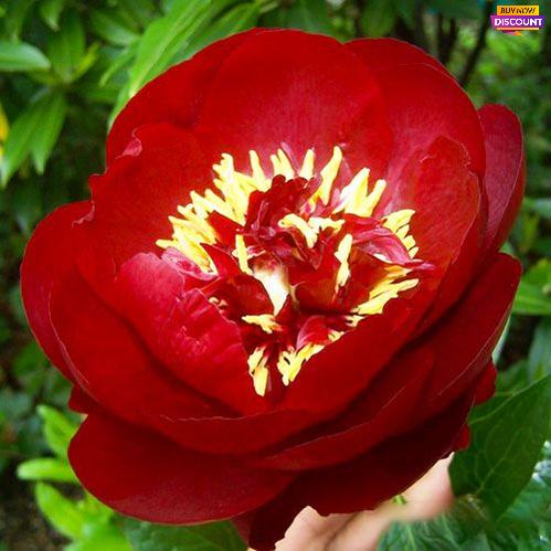 Peony Buckeye Belle - Peony Plants from Holland - Peonita