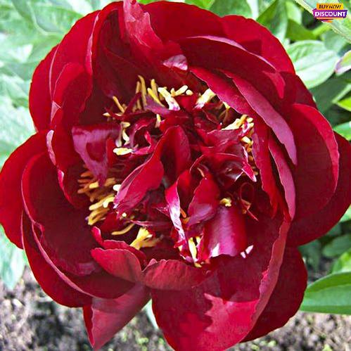 Peony Buckeye Belle - Peony Plants from Holland - Peonita