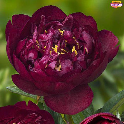 Peony Buckeye Belle