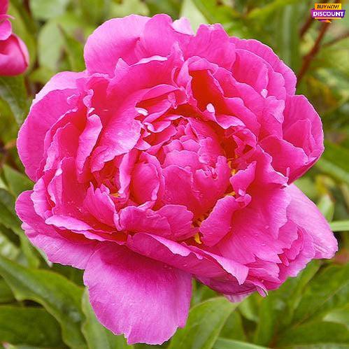 Peony Bunker Hill - Peony Plants from Holland - Peonita