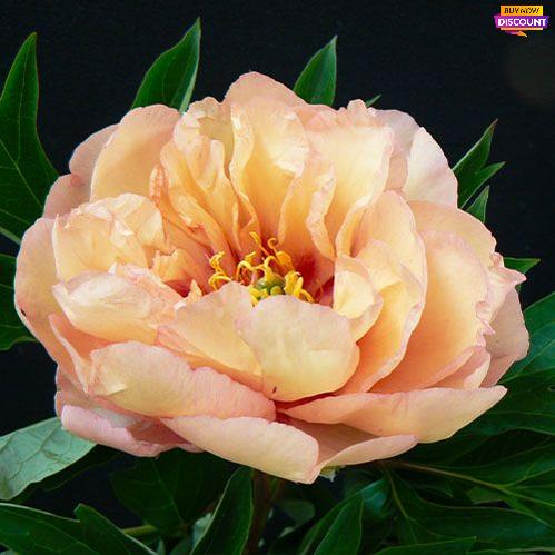 Peony Canary Brilliants (ITOH ) - Peony Plants from Holland - Peonita