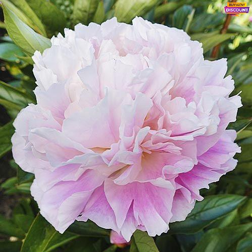 Peony Catharina Fontijn - Peony Plants from Holland - Peonita