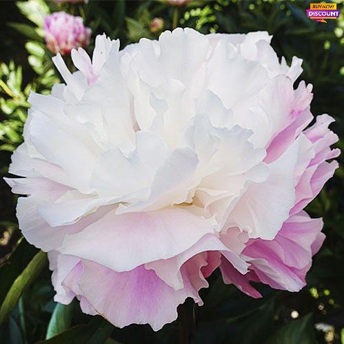 Peony Catharina Fontijn - Peony Plants from Holland - Peonita