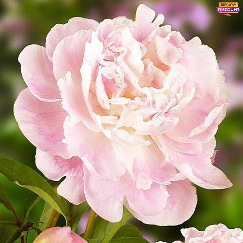 Peony Catharina Fontijn - Peony Plants from Holland - Peonita