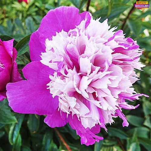 Peony Celebrity - Peony Plants from Holland - Peonita