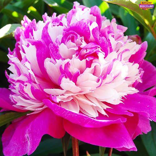 Peony Celebrity - Peony Plants from Holland - Peonita