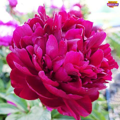 Peony Cherry Hill - Peony Plants from Holland - Peonita