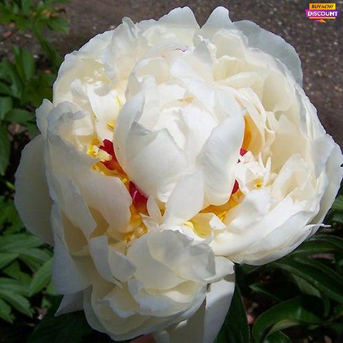 Peony Chinook - Peony Plants from Holland - Peonita