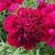 Peony Christmas Velvet - Peony Plants from Holland - Peonita