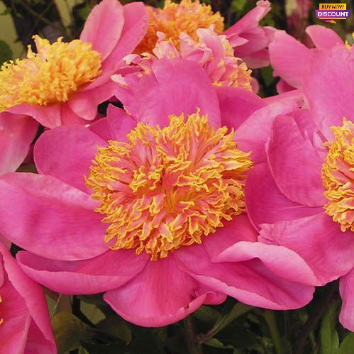 Peony Doreen - Peony Plants from Holland - Peonita