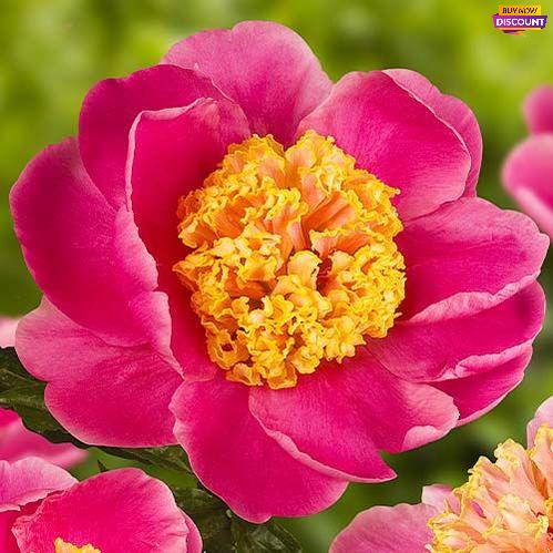 Peony Doreen - Peony Plants from Holland - Peonita