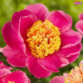 Peony Doreen - Peony Plants from Holland - Peonita
