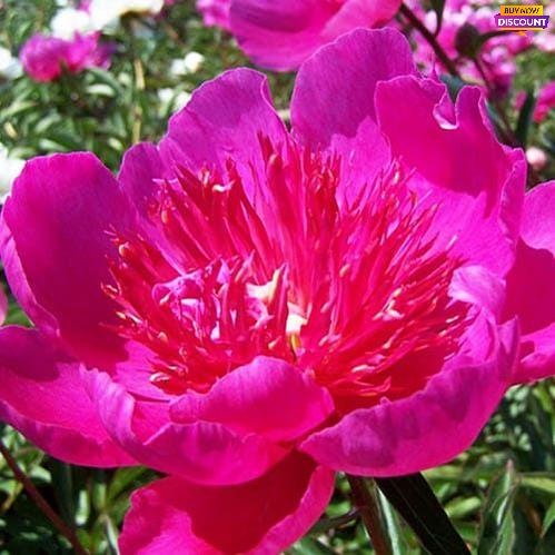 Peony Easy Lavender - Peony Plants from Holland - Peonita