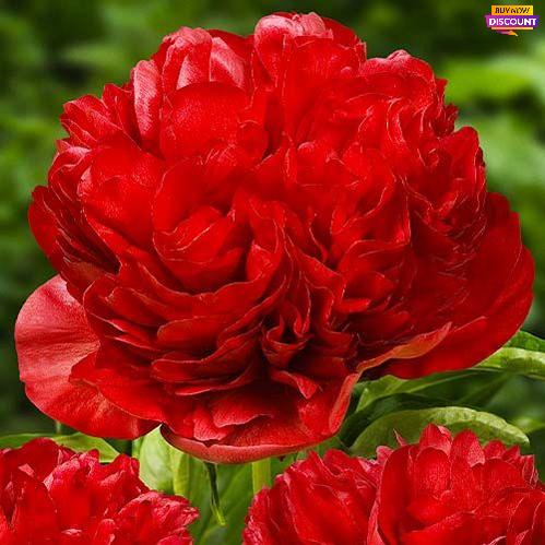 Peony Eliza Lundy - Peony Plants from Holland - Peonita