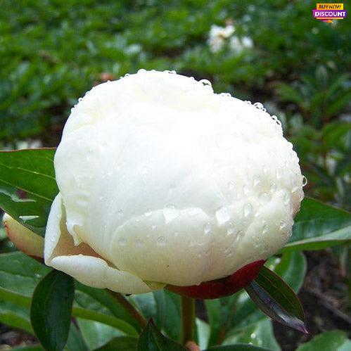 Peony Elsa Sass - Peony Plants from Holland - Peonita