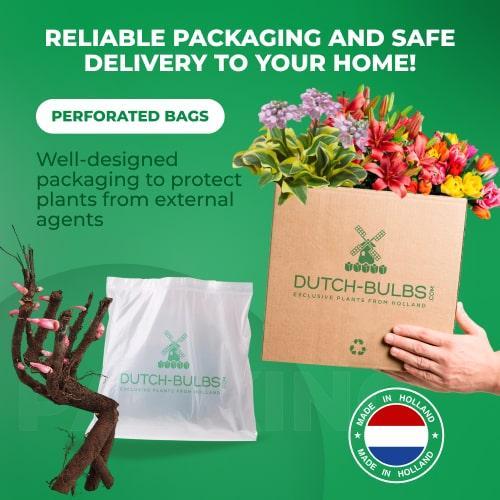 Peony Enduring Rainbow (ITOH) - Peony Plants from Holland - Peonita