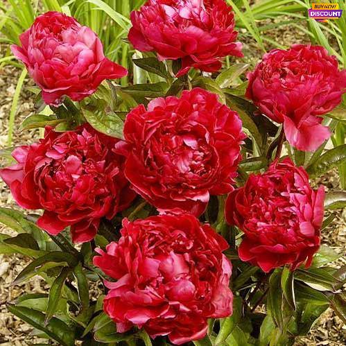 Peony Felix Crousse - Peony Plants from Holland - Peonita