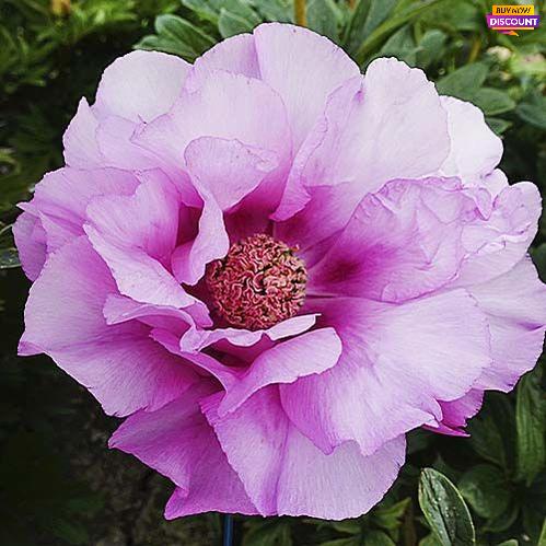 Peony First Arrival (ITOH ) - Peony Plants from Holland - Peonita