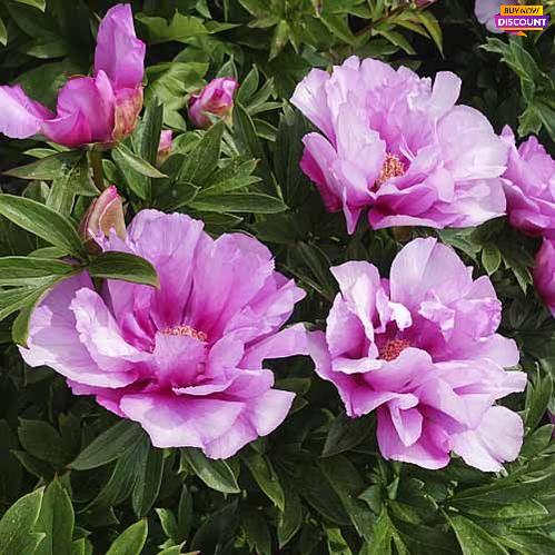 Peony First Arrival (ITOH ) - Peony Plants from Holland - Peonita