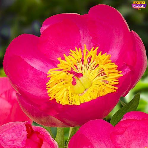 Peony Flame - Peony Plants from Holland - Peonita