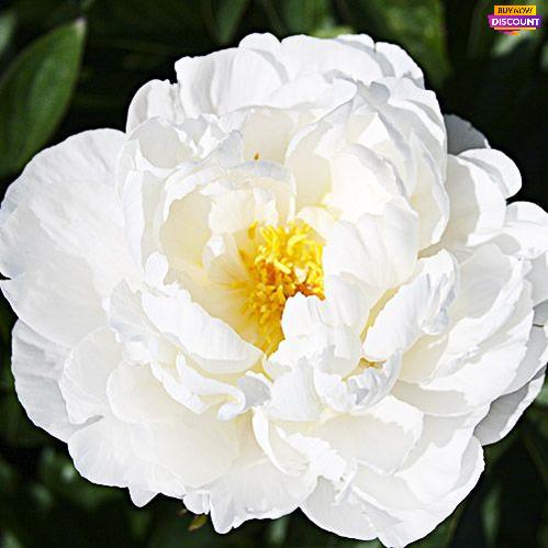Peony Gardenia - Peony Plants from Holland - Peonita