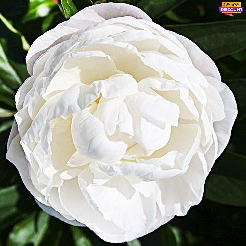 Peony Gardenia - Peony Plants from Holland - Peonita